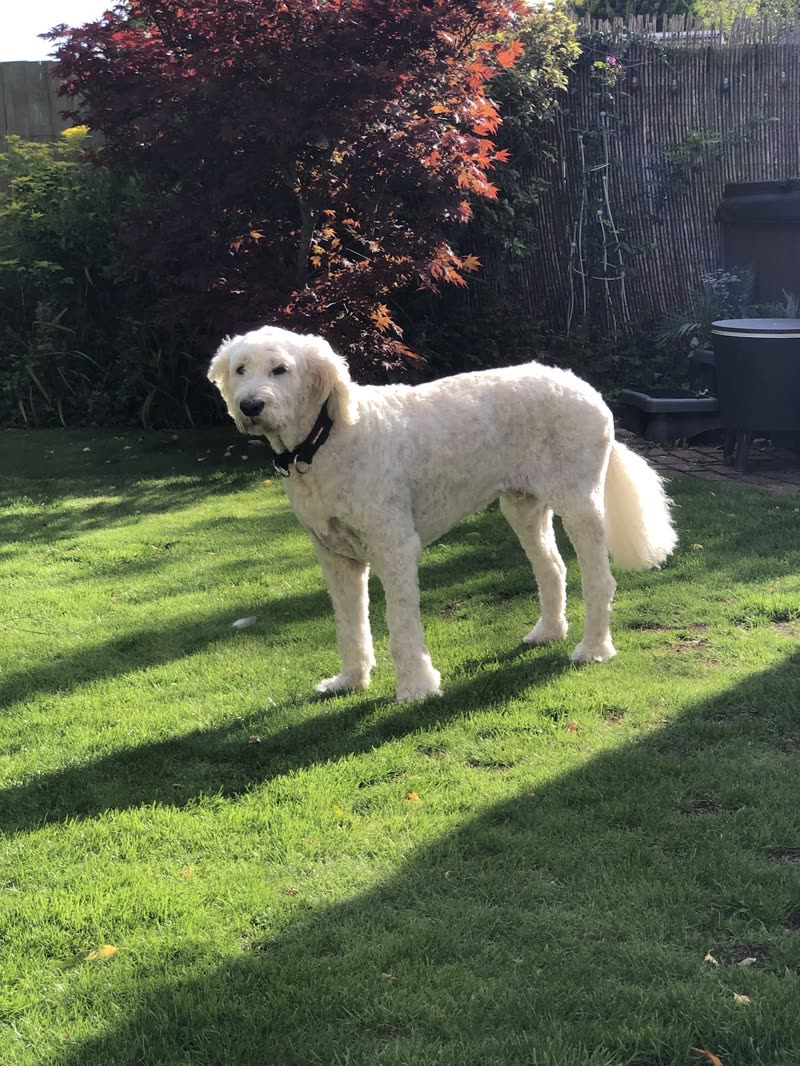 A white golden-retriever-type dog standing on a sunlit lawn with autumn trees behind