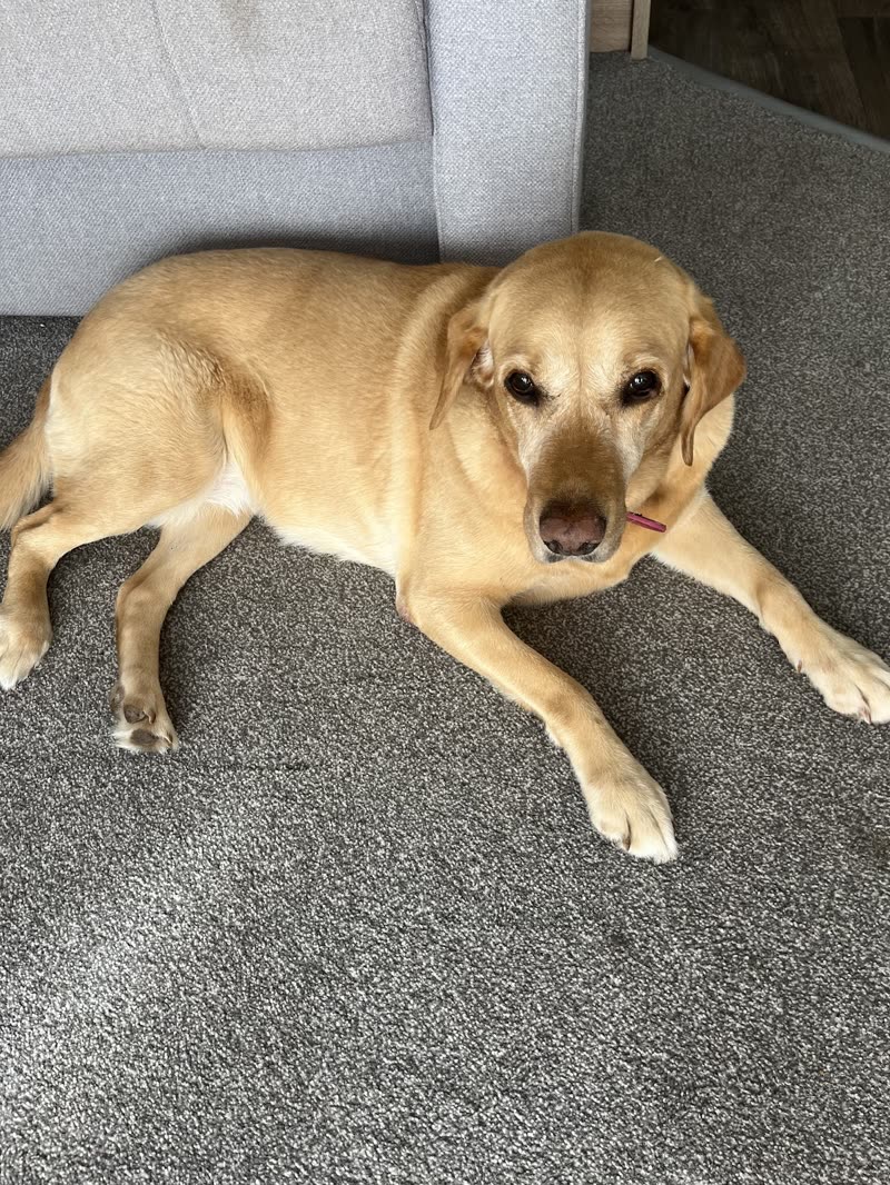A yellow Labrador lying relaxed on grey carpet beside a sofa at home