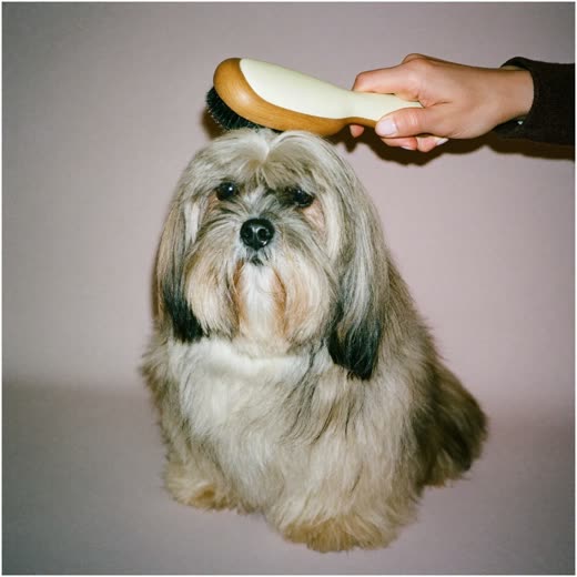 A small fluffy dog being brushed during a grooming session