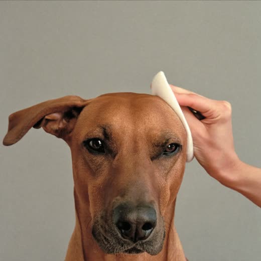A dog having its ears cleaned